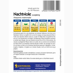 Hesperis matronalis - Violette Matronenblume - Natviol Violette