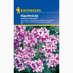 Hesperis matronalis - Violette Matronenblume - Natviol Violette