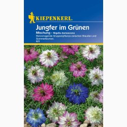 Nigella damascena Jomfru i det Grnne, blanding - Jungfer im Grnen