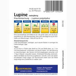 Lupinus polyphyllus - Staudelupin