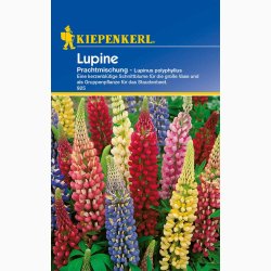 Lupinus polyphyllus - Staudelupin