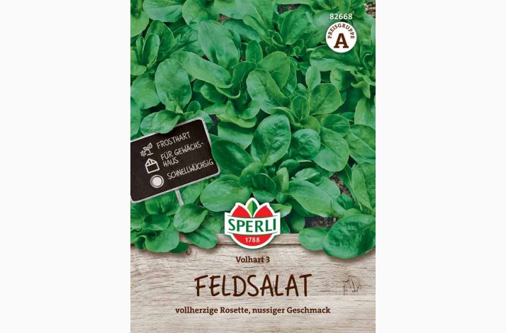 Vrsalat, Feldsalat - Valerianella locusta, Volhart 3