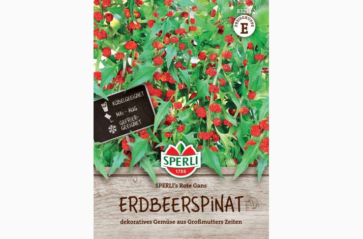 Chenopodium foliosum SPERLI's Rote Gans - Jordbrspinat