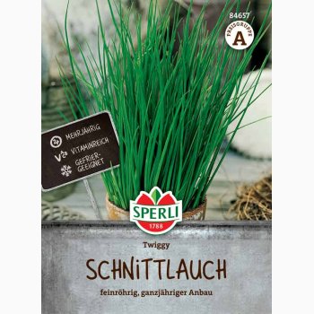 Allium schoenoprasum Twiggy - Purlg,