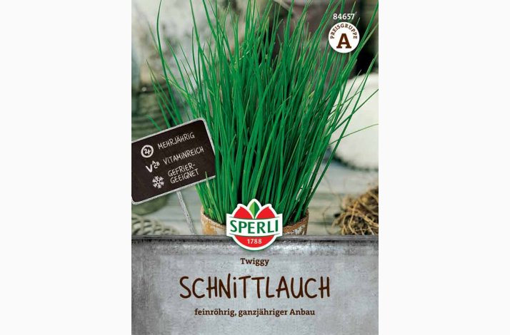 Allium schoenoprasum Twiggy - Purlg,