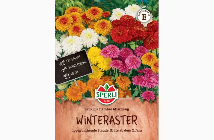 Chrysanthemum Indicum SPERLIs Miks - Krysantemum - Vinterasters