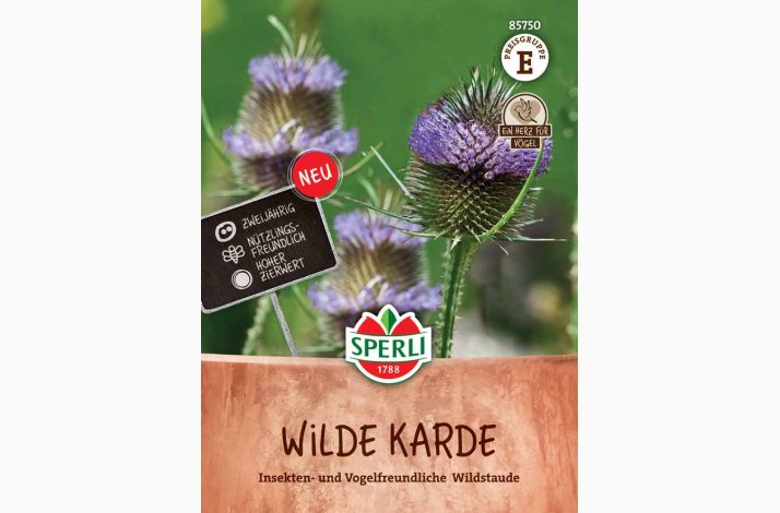 Dipsacus fullonum Wilde karde - Vildstaude