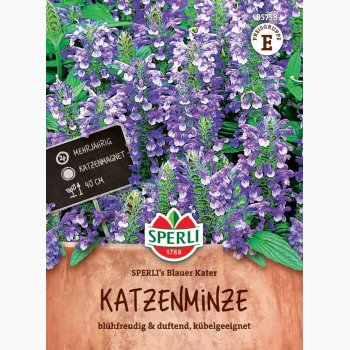 Nepeta x faassenii Sperli's Blauer Kater - Katteurt