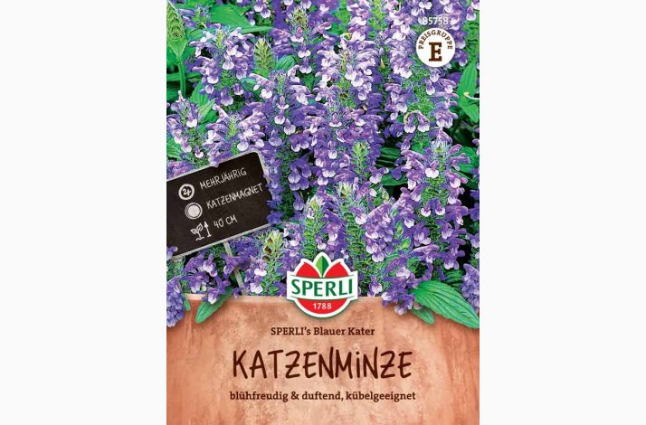 Nepeta x faassenii Sperli's Blauer Kater - Katteurt