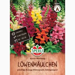 L�vemund � Antirrhinum majus �Riesen Mix� � Fr�
