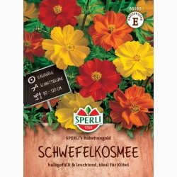 Cosmos Sulpureus Rabattengold - Kosmos