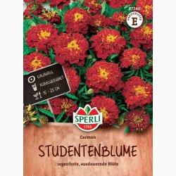 Fljlsblomst fr Carmen, tagetes