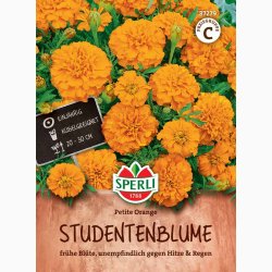 Fljlsblomst fr Petite Orange, tagetes
