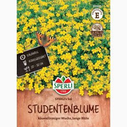 Tagetes SPERLI's Sol - Blomster og blade citronagtig smag