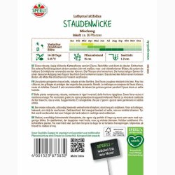 Lathyrus latifolius - Staude rteblomst