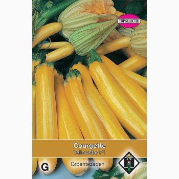 Squashfr Cucurbita pepo Courgette Yellowstar F1 -Squash (ca. 10 fr)