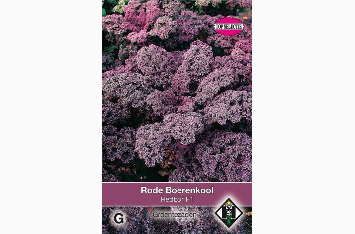Gr�nk�l �Redbor F1� � Brassica oleracea sabellica � Fr� (30 stk.)