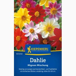 Dahlia Mignon miks, Dahlia x hortensis