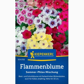 Phlox drummondii - Sommerfloks blanding  - Flammenblume Sommer-Phlox
