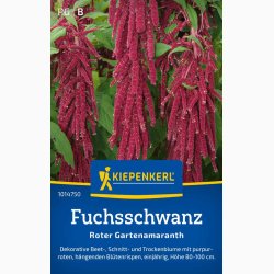 Rd rvehale Roter Gartenamaranth - Amaranthus caudatus