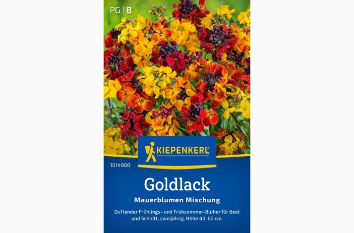 Erysimum cheiri Gyldenlak - Goldlack Mauerblumen