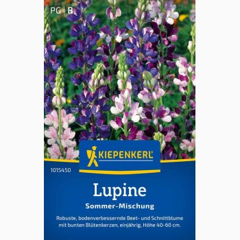 Lupinus hartwegii blanding Sommer - Lupine Sommer