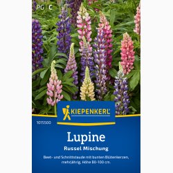 Staudelupin � Lupinus polyphyllus �Russel mix� � Fr�
