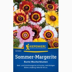 Sommer-Margerite Bunte Wucherblumen - Trefarvet Guldblomst
