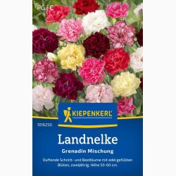 Dianthus caryophyllus miks Nellike - Landnelke Grenadin