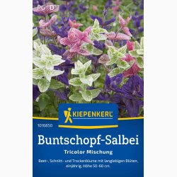 Salvia viridis Dusksalvie blanding - Buntschopf salvie tricolor