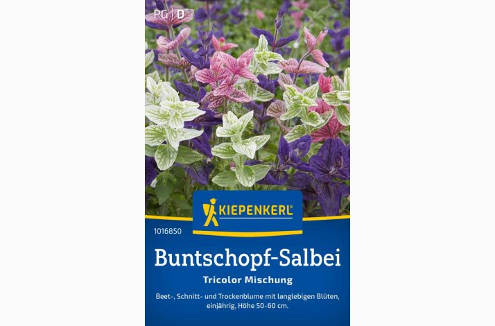 Salvia viridis Dusksalvie blanding - Buntschopf salvie tricolor