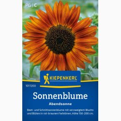 Sonnenblume Abendsonne - Solsikke