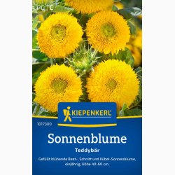 Sonnenblume Teddybr - Solsikke 'Teddybr