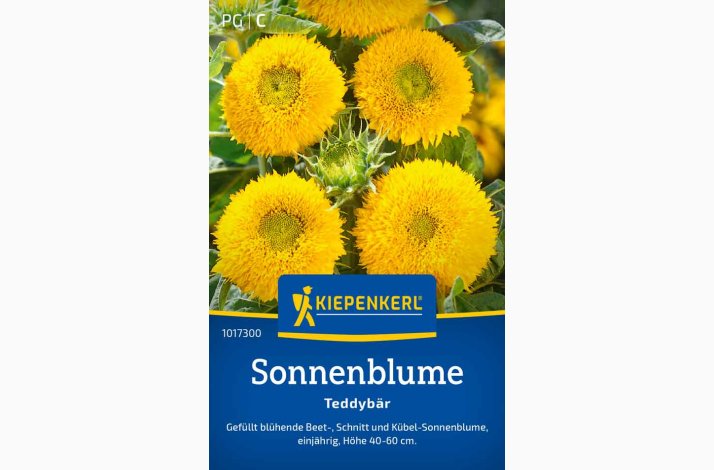 Sonnenblume Teddybr - Solsikke 'Teddybr