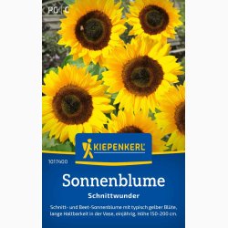 Sonnenblume Schnittwunder - Solsikke