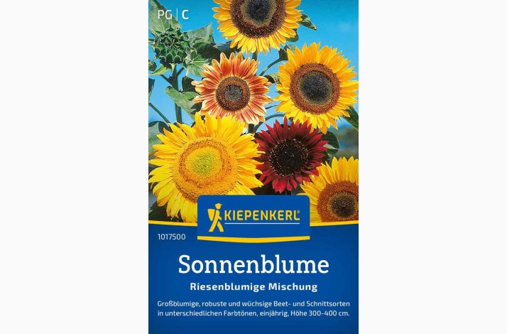 Helianthus annuus "Riesenblumige"  miks Kmpe solsikke