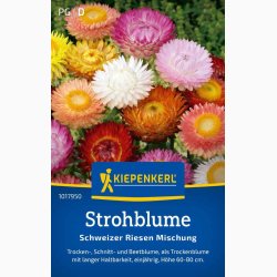 Xerochrysum bracteatum miks Evighedsblomst - Strohblume Schweizer Riesen  