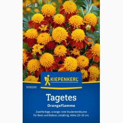 Tagetes patula Orangeflamme Fljlsblomst - Tagetes Orangeflamme
