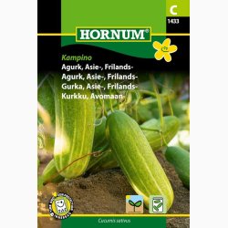 Agurk, Asie-, Frilands- Kampino - Asieagurk