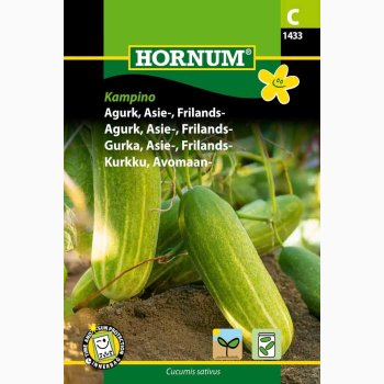 Agurk, Asie-, Frilands- Kampino - Asieagurk