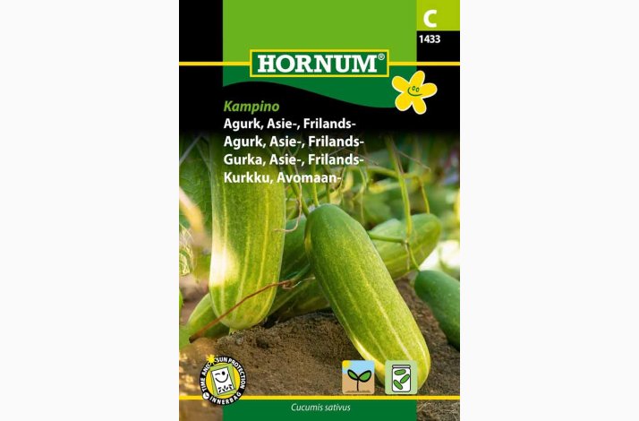 Agurk, Asie-, Frilands- Kampino - Asieagurk