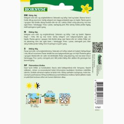 Ridderspore, blanding Exquisit - Sommerridderspore (min.100 fr)