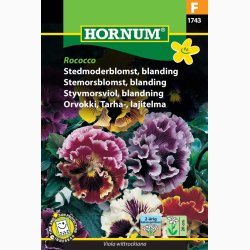 Viola x Wittrockiana Rococo - Stedmoderblomst