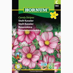 Stolt Kavaler, Candy Stripes (min. 50 fr)