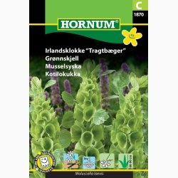 Irlands-klokke Molucella Tragtbger (min. 50 fr)