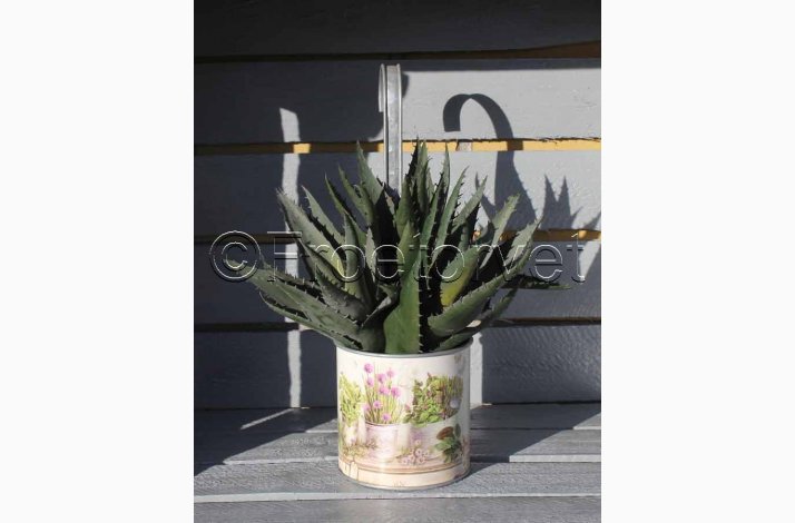 Kunstig Plante Aloe Vera plante H:22 cm- Sukkulent stk. pris