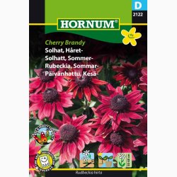 Rudbeckia hirta Cherry Brandy - Hret solhat (min. 60 fr)