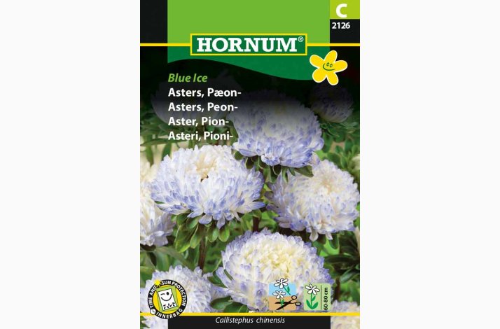 Asters, Pon-Blue Ice (min 80 fr)