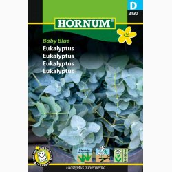 Eukalyptus Baby Blue - Eukalyptus (min. 5 fr)