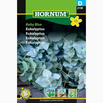 Eukalyptus Baby Blue - Eukalyptus (min. 5 fr)
